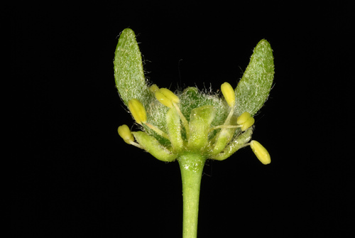 Berg-Ahorn (Acer pseudoplatanus): Herkunft und Verwendung — foto 4
