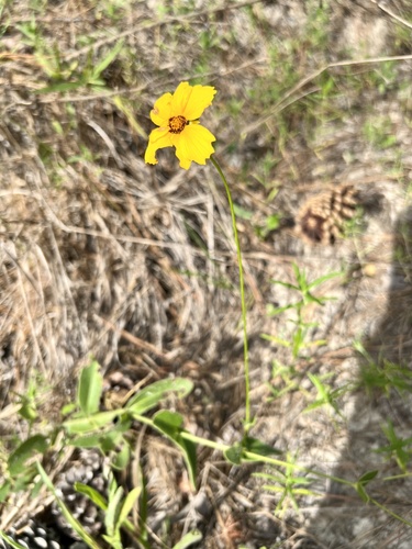 Coreopsis — photo 2