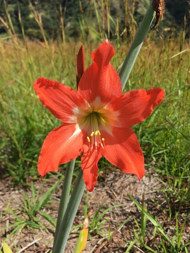 Hippeastrum — photo 1