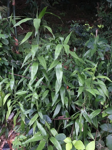 Lucky bamboo (Dracaena sanderiana): origin and uses — photo 1