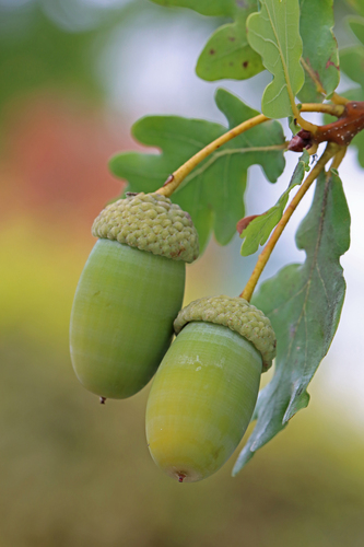 Chêne pédonculé (Quercus robur) — photo 1