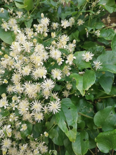 Clématite des haies (Clematis vitalba) — photo 1