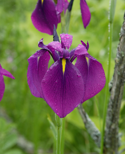 Iris ensata — photo 1