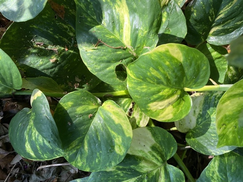 Epipremnum aureum — photo 1