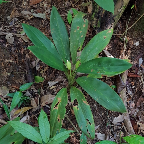 Aglaonema — photo 2