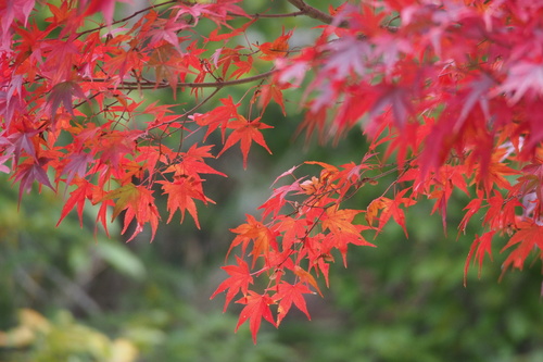 Acer palmatum — photo 1