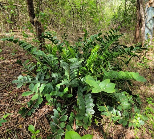 Zamioculcas zamiifolia — photo 1