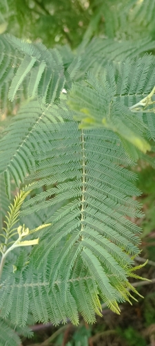 Acacia dealbata — photo 3