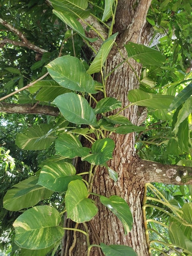 Epipremnum aureum — photo 2