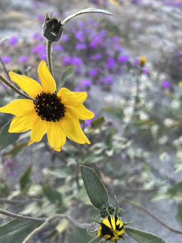 Helianthus petiolaris — photo 3