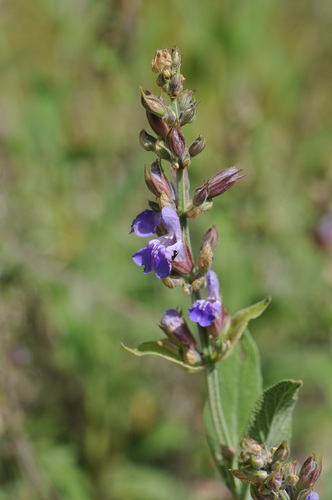 Salvia officinalis — photo 3
