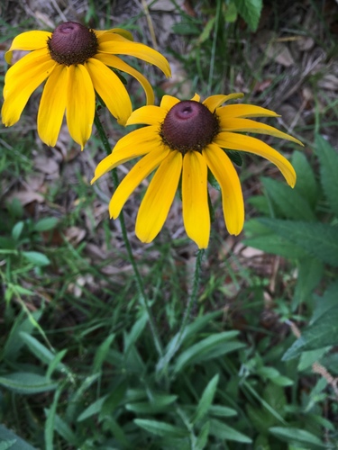 Rudbeckia hirta — photo 1