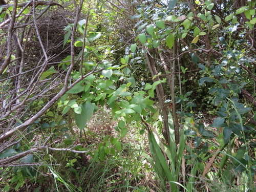 Prunus serrulata — photo 3