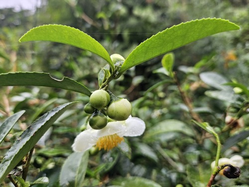 Camellia sinensis — photo 3