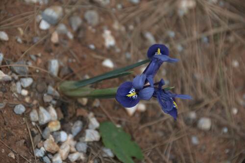 Iris réticulé (Iris reticulata) — photo 3