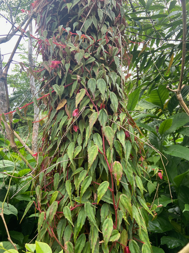 Begonia — photo 3