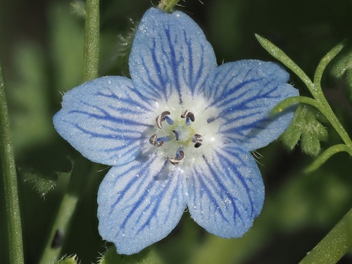 Nemophila menziesii — photo 1