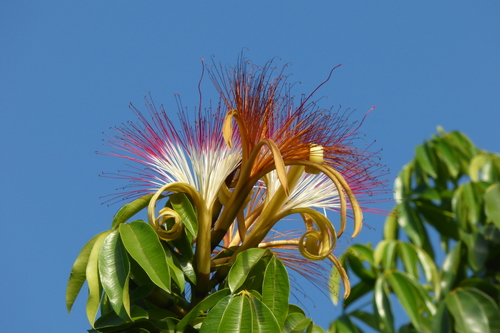 Provision tree (Pachira aquatica): origin and uses β photo 1