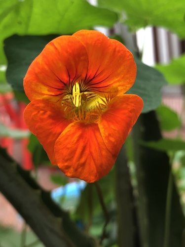Tropaeolum majus — photo 2