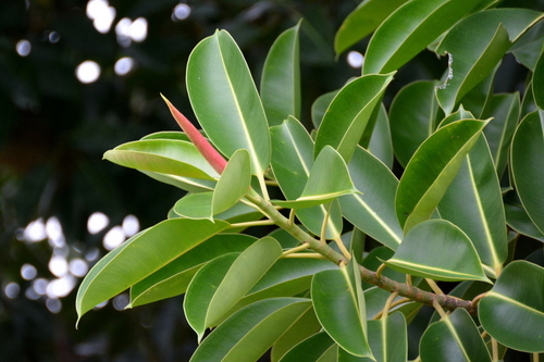 Ficus elastica — photo 1