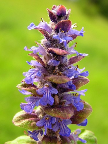 Ajuga reptans — photo 1