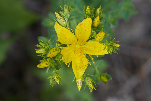 Hypericum perforatum — photo 3