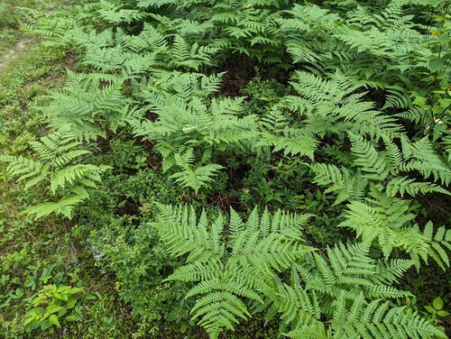 Pteridium aquilinum — photo 5