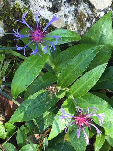 Centaurea montana — photo 2