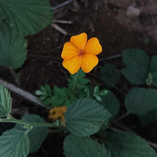Rose d'Inde (Tagetes erecta) — photo 3