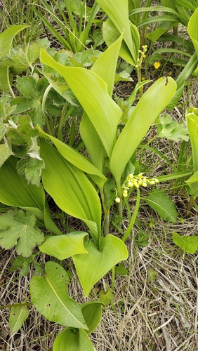 Muguet de Keiske (Convallaria keiskei) — photo 3