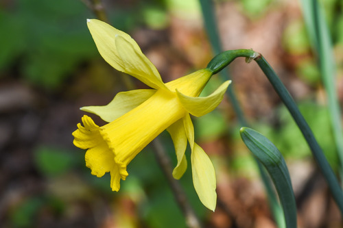 Narcissus pseudonarcissus — photo 1