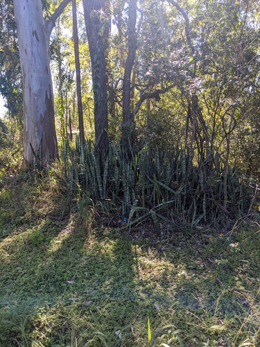 Sansevieria — photo 2