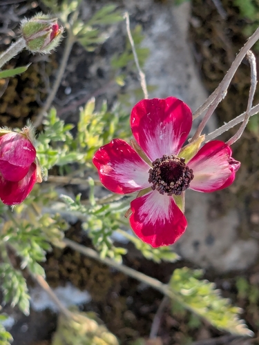 Ranunculus asiaticus — photo 2