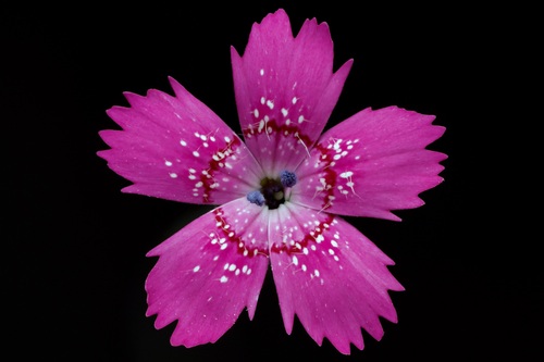Dianthus deltoides — photo 2