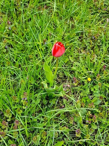 Tulipe des jardins (Tulipa gesneriana) — photo 3