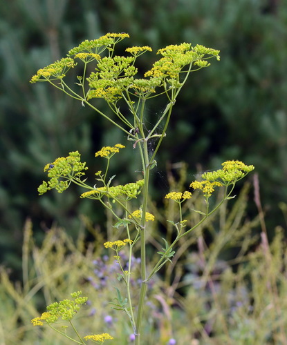 Pastinaca sativa — photo 1