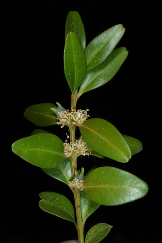 Buxus sempervirens — photo 1