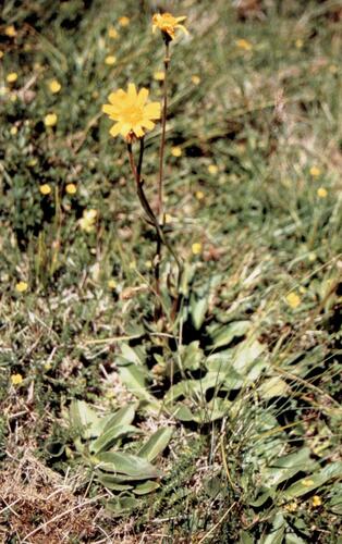 Arnica montana — photo 2
