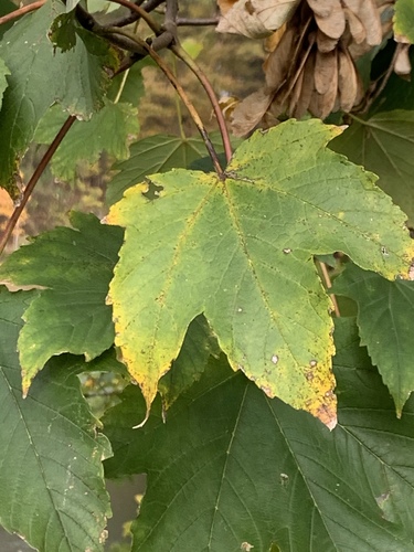 Berg-Ahorn (Acer pseudoplatanus): Herkunft und Verwendung — foto 5