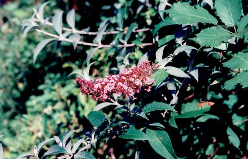 Buddleja davidii — photo 2