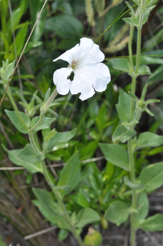 Petunia — photo 2