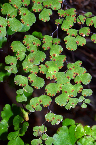 Adiantum raddianum — photo 1