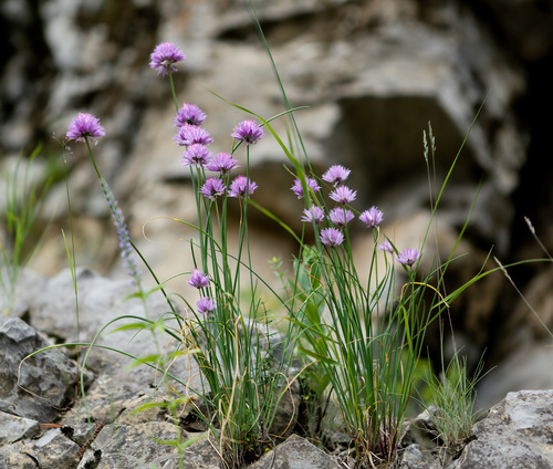 Allium schoenoprasum — photo 1