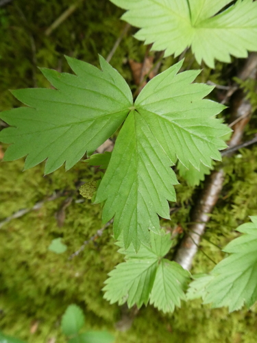 야생딸기 (Fragaria vesca): 기원과 용도 — 사진 5
