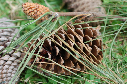 See-Kiefer (Pinus pinaster): Herkunft und Verwendung — wuchsform 1
