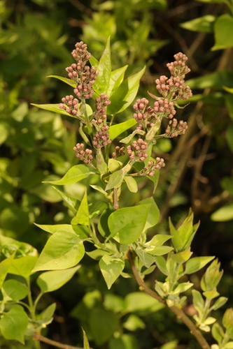 Syringa vulgaris — photo 2