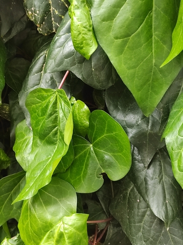 Hedera colchica — photo 3