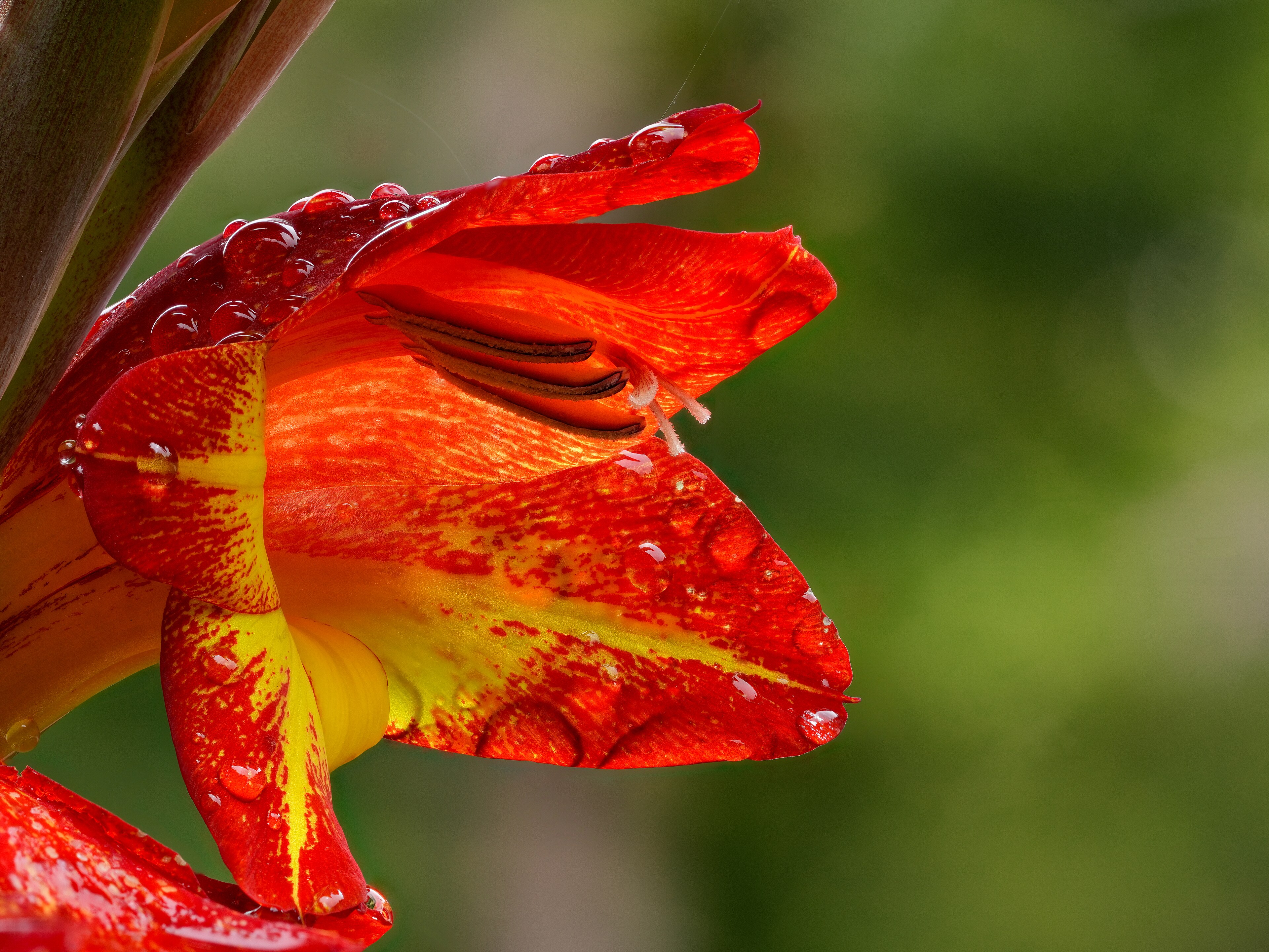 Glaïeul rose, fleur de naissance d'août