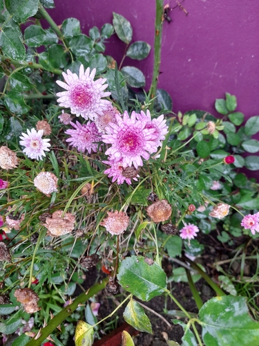 Chrysanthemum × morifolium — photo 2