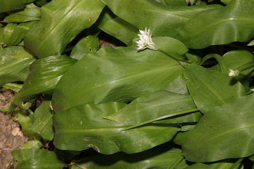 Ail des ours (Allium ursinum) — photo 3